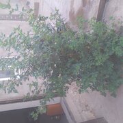 @zakha