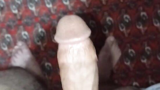 penis     